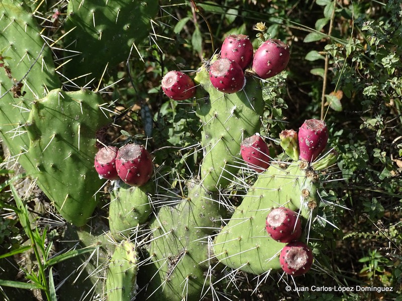 Opuntia depressa photo 4