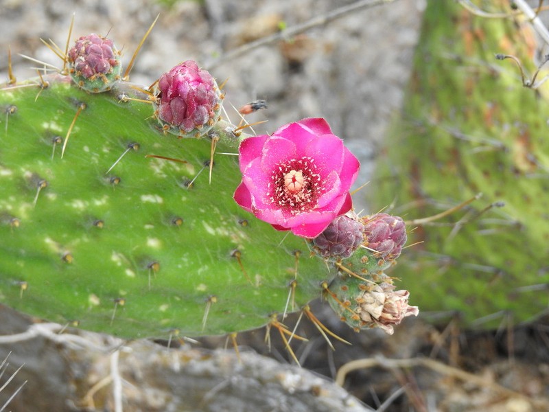 Opuntia depressa photo 5