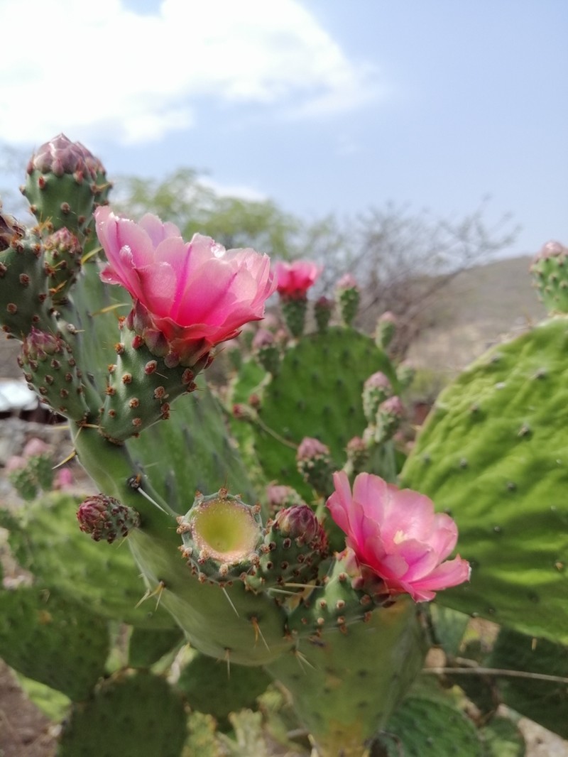 Opuntia depressa photo 6