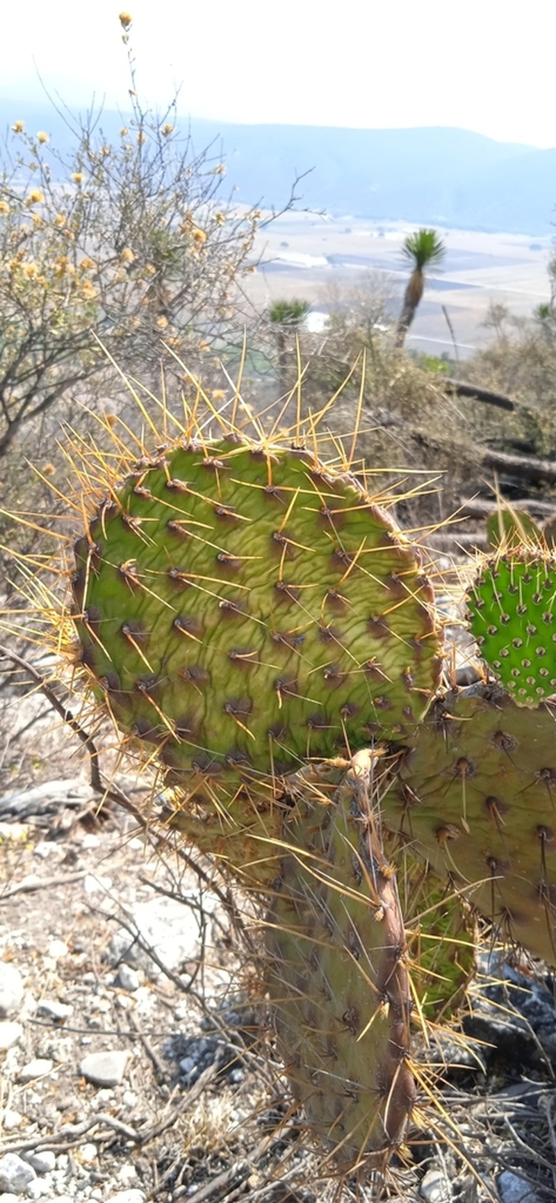 Opuntia depressa photo 7