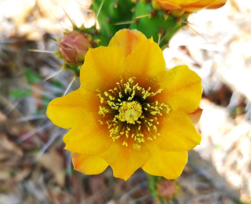 Opuntia depressa photo 8