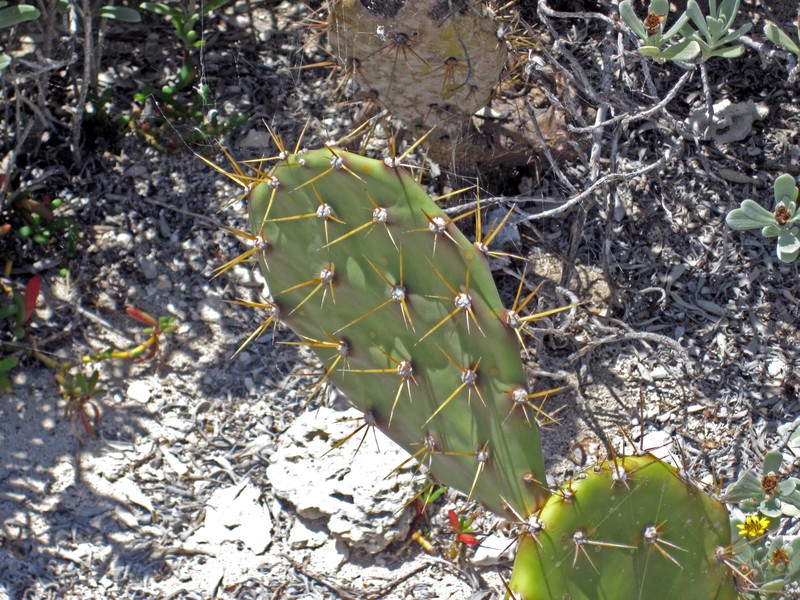 Erect Pricklypear