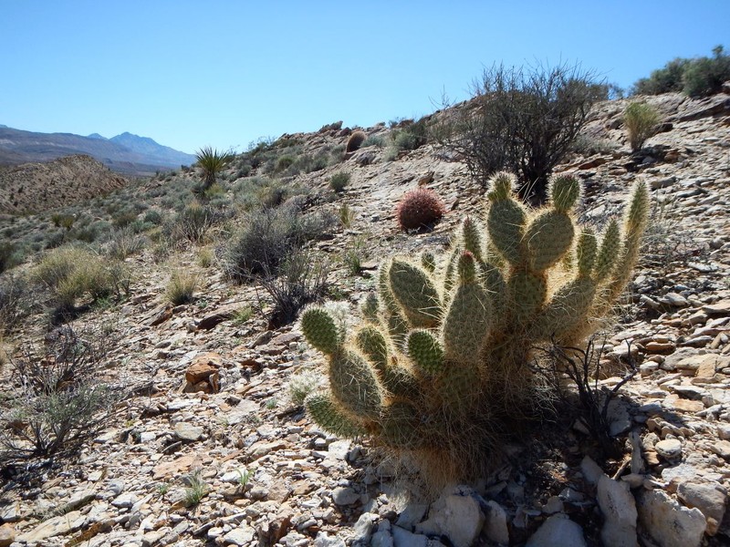 Opuntia diploursina