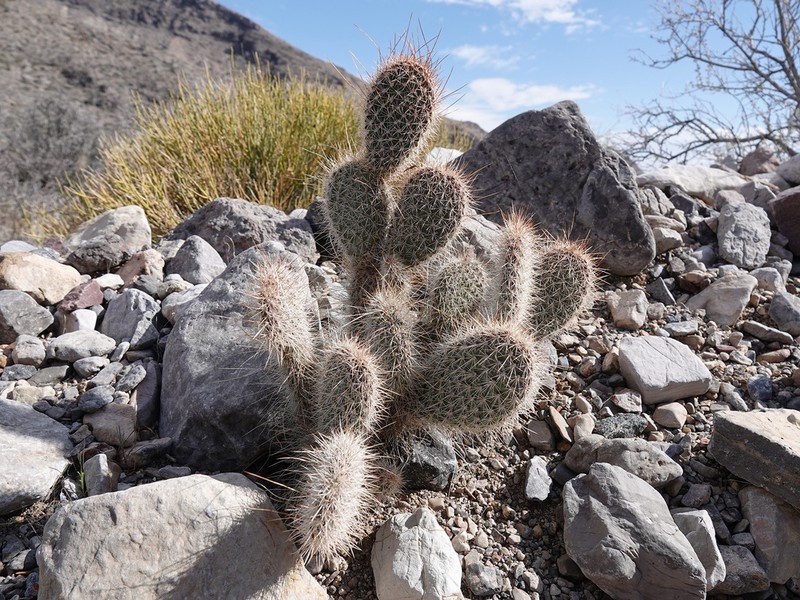 Opuntia diploursina photo 2