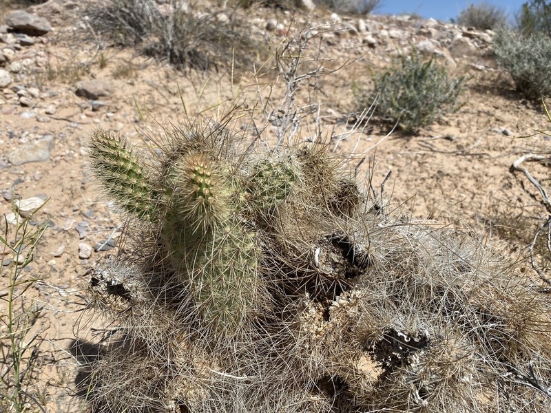 Opuntia diploursina photo 3
