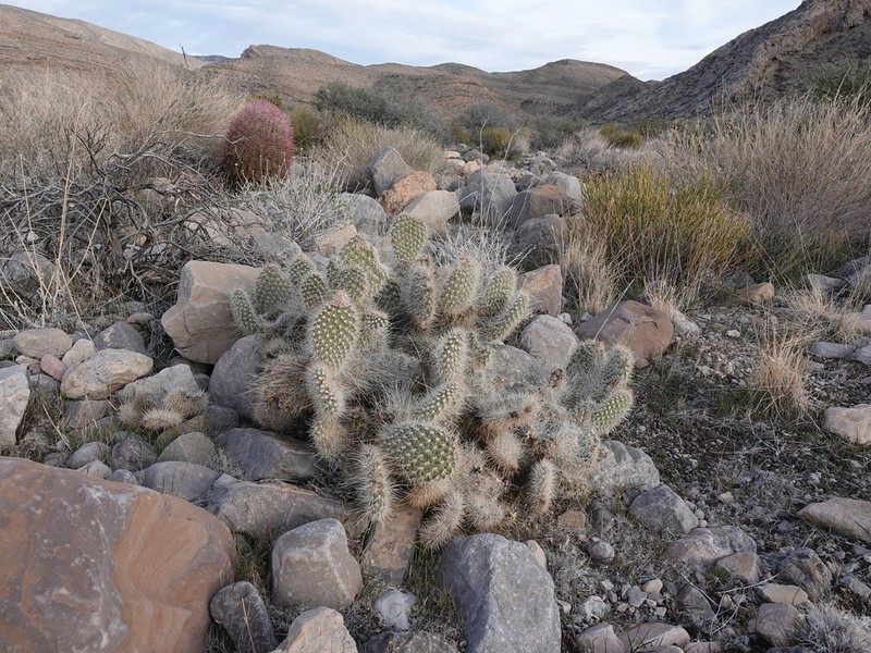 Opuntia diploursina photo 4