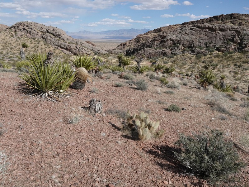 Opuntia diploursina photo 5