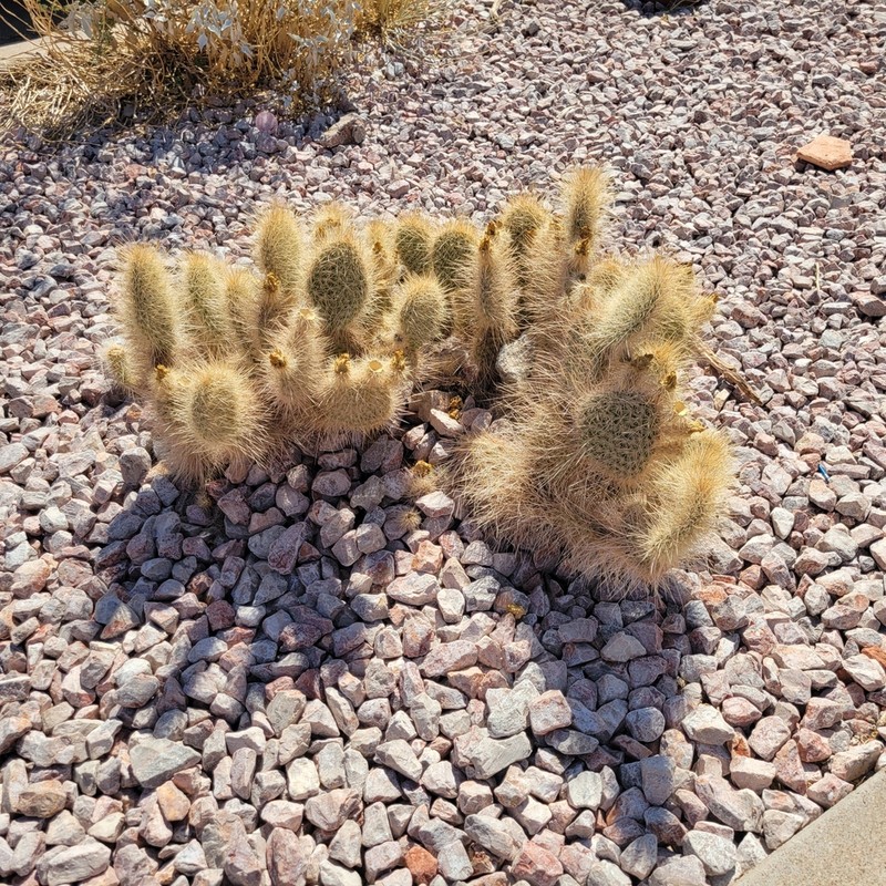 Opuntia diploursina photo 6