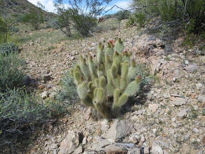 Opuntia diploursina photo 7