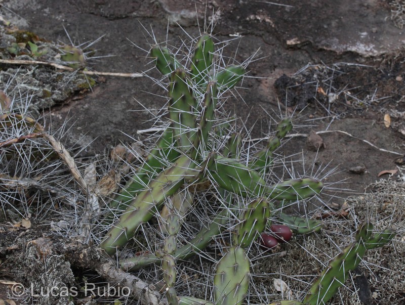 Opuntia discolor