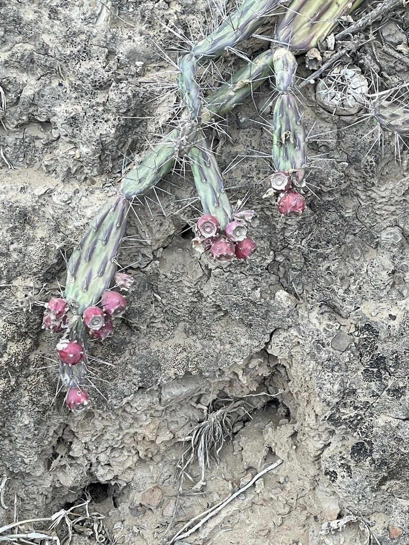 Opuntia discolor photo 3