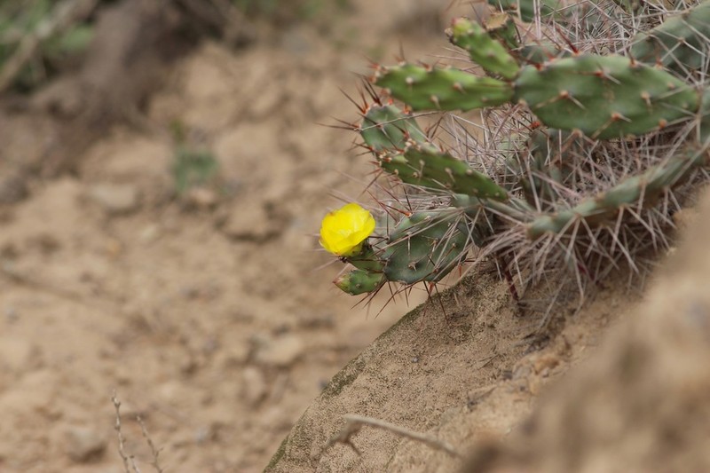 Opuntia discolor photo 4
