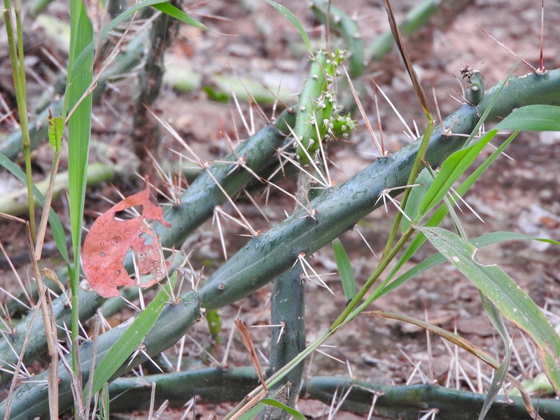 Opuntia discolor photo 5