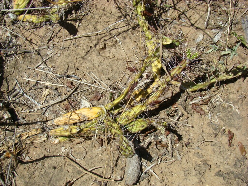 Opuntia discolor photo 6