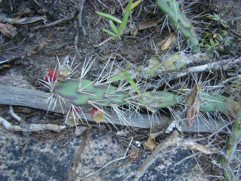Opuntia discolor photo 7