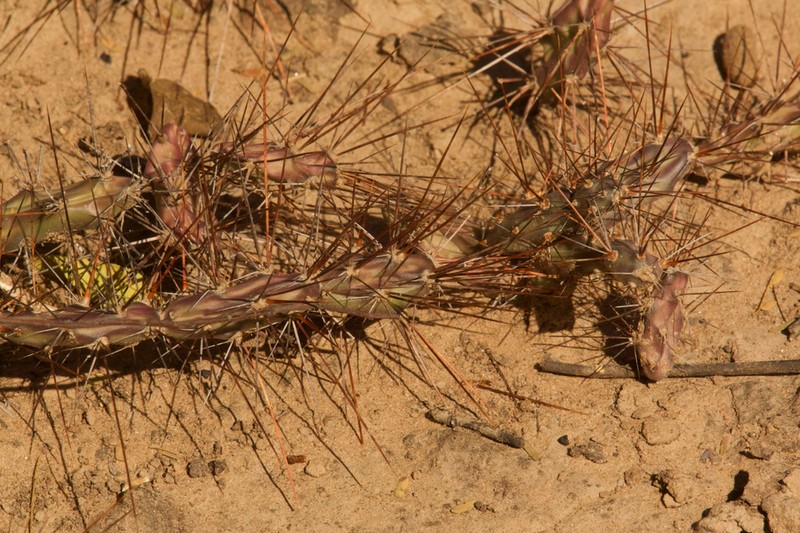 Opuntia discolor photo 8