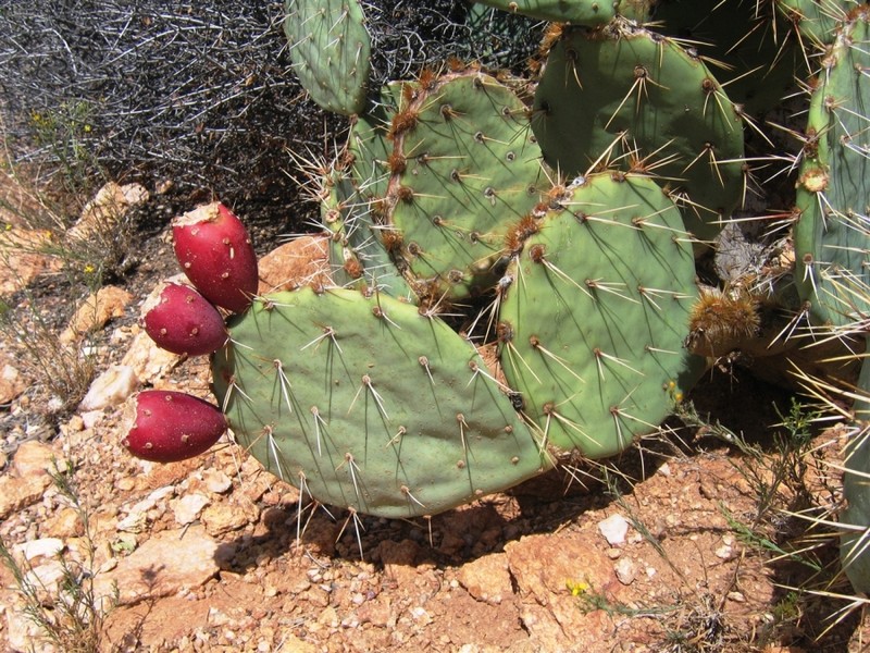 Opuntia dulcis
