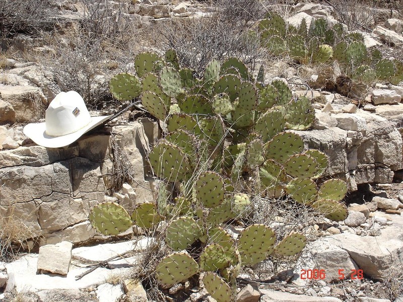 Opuntia dulcis photo 2