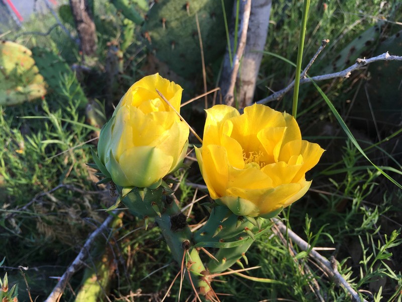 Opuntia dulcis photo 3