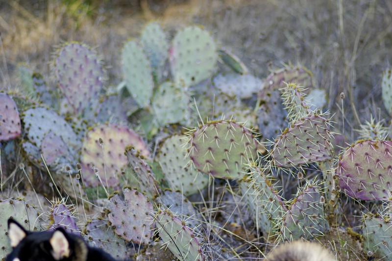 Opuntia dulcis photo 4