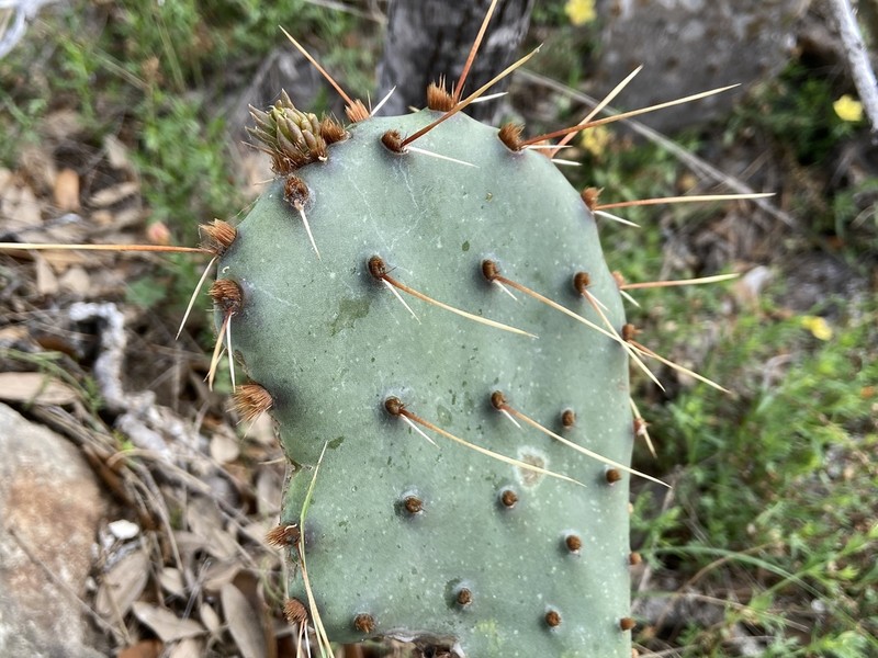 Opuntia dulcis photo 5