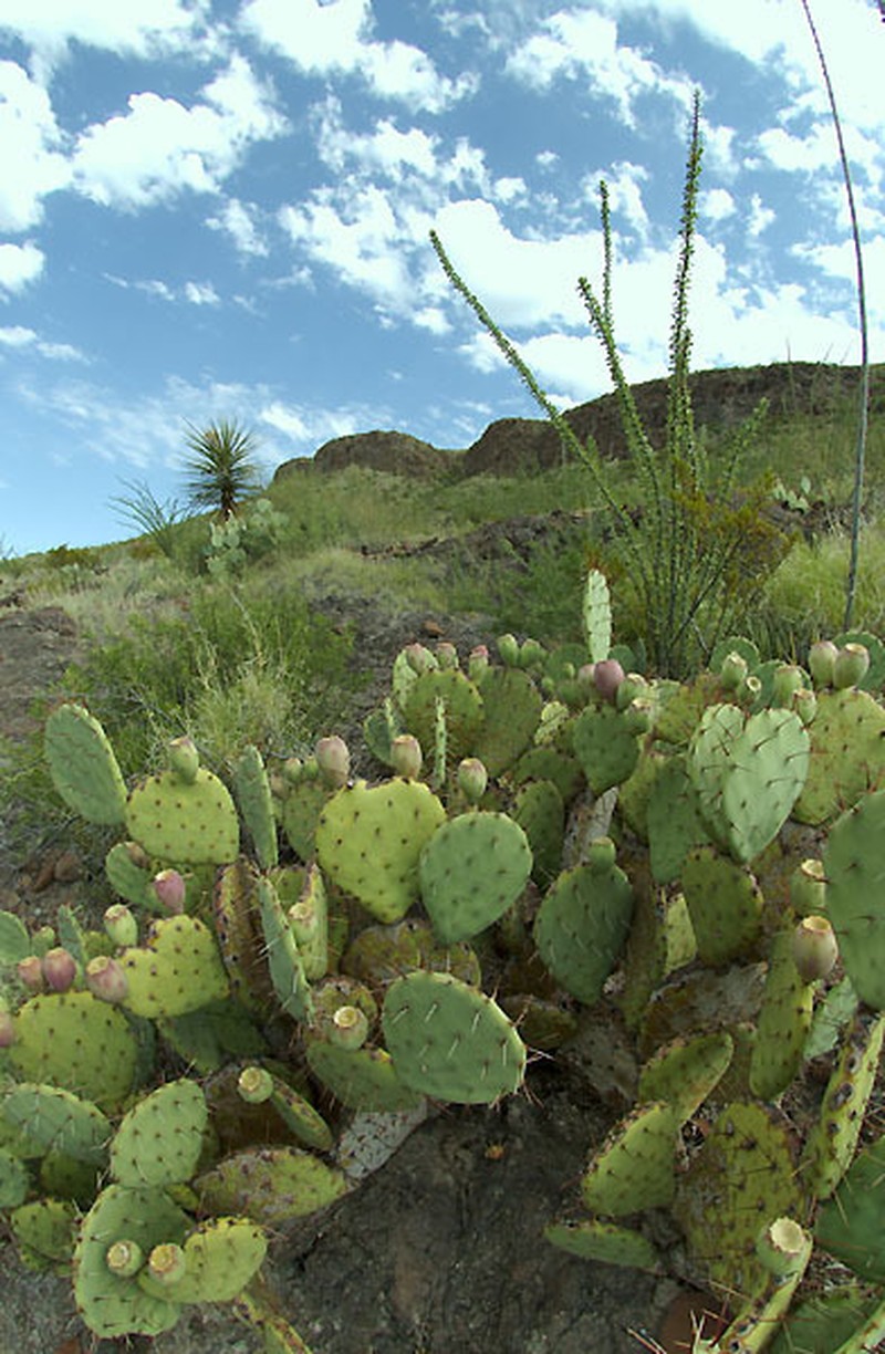 Opuntia dulcis photo 6