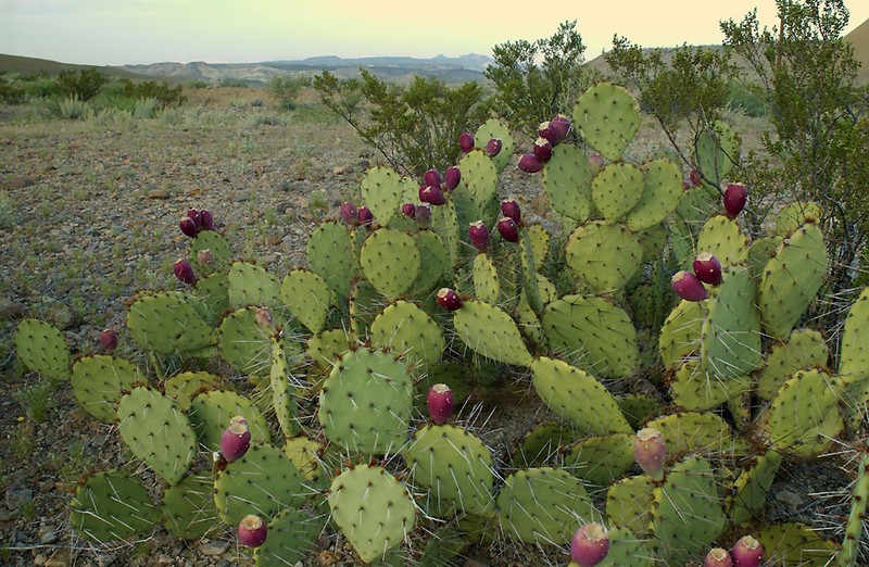 Opuntia dulcis photo 7