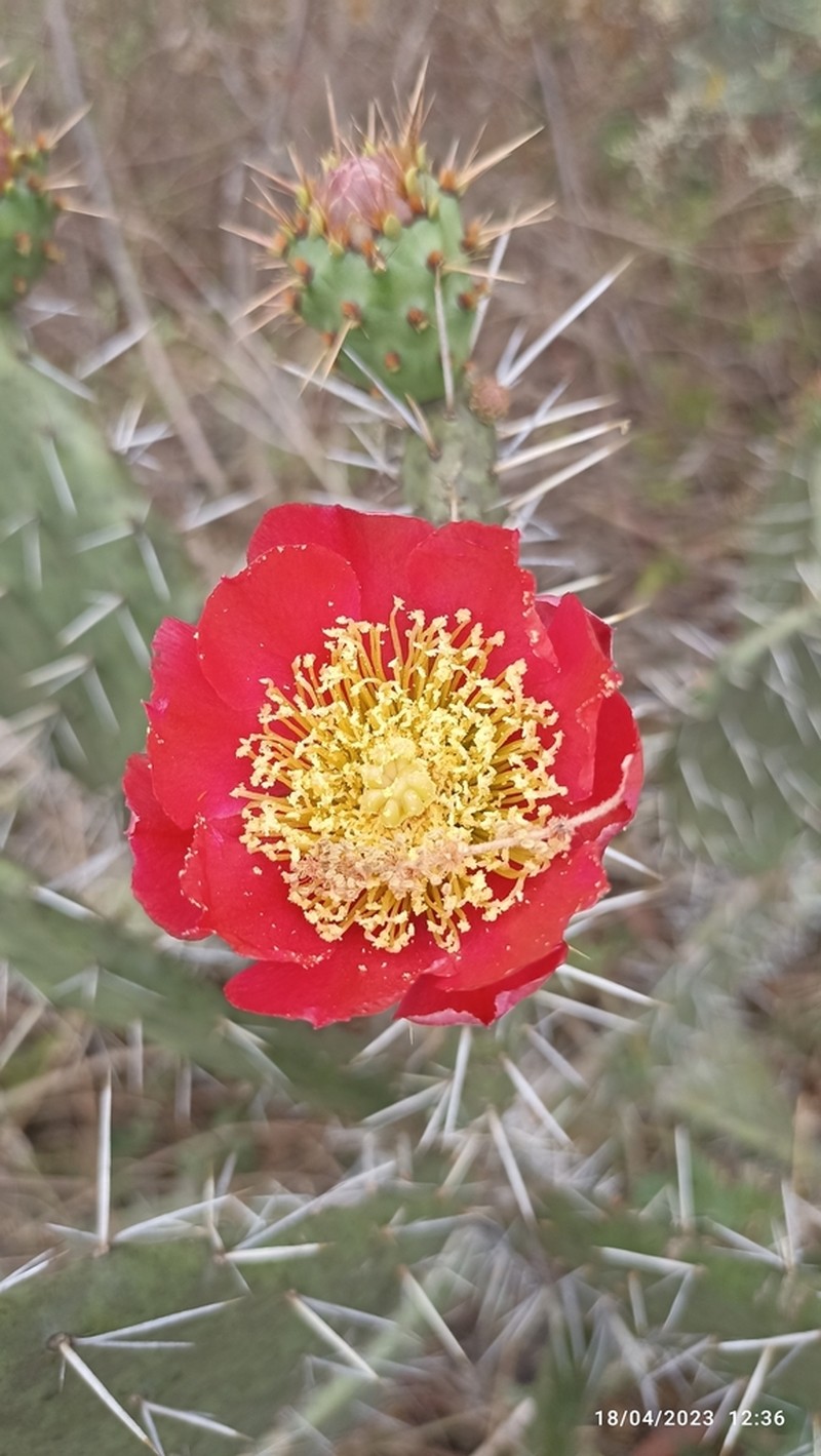 Opuntia eichlamii photo 2