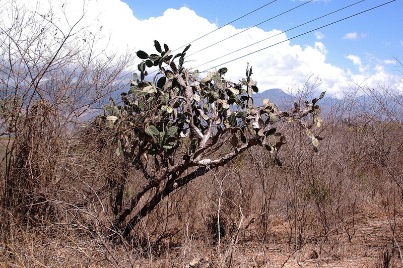 Opuntia eichlamii photo 3