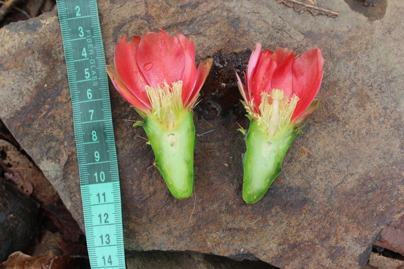 Opuntia eichlamii photo 4
