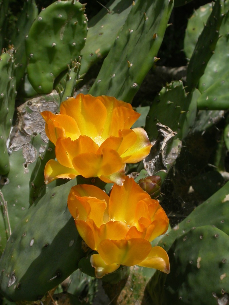 Opuntia elata