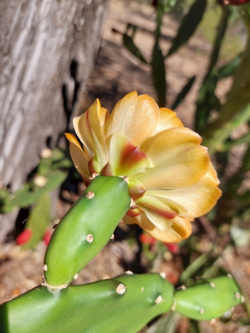 Opuntia elata photo 2
