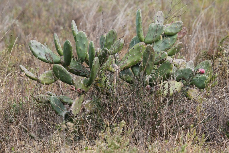 Opuntia elata photo 3