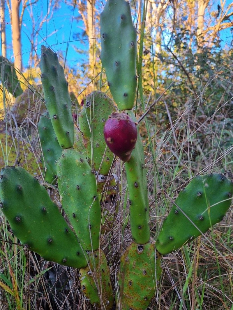 Opuntia elata photo 4