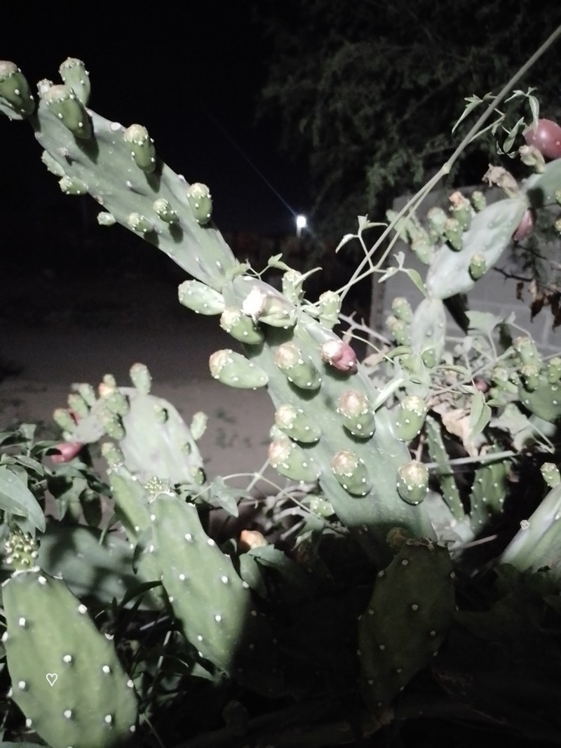 Opuntia elata photo 5
