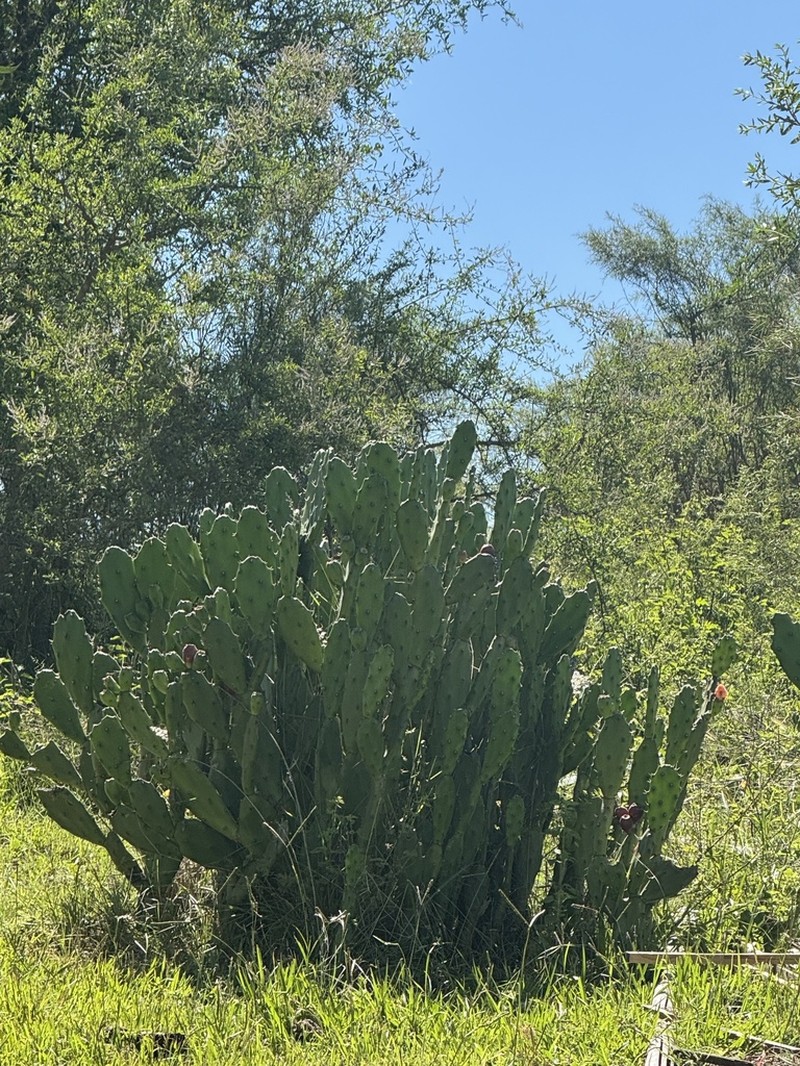 Opuntia elata photo 6