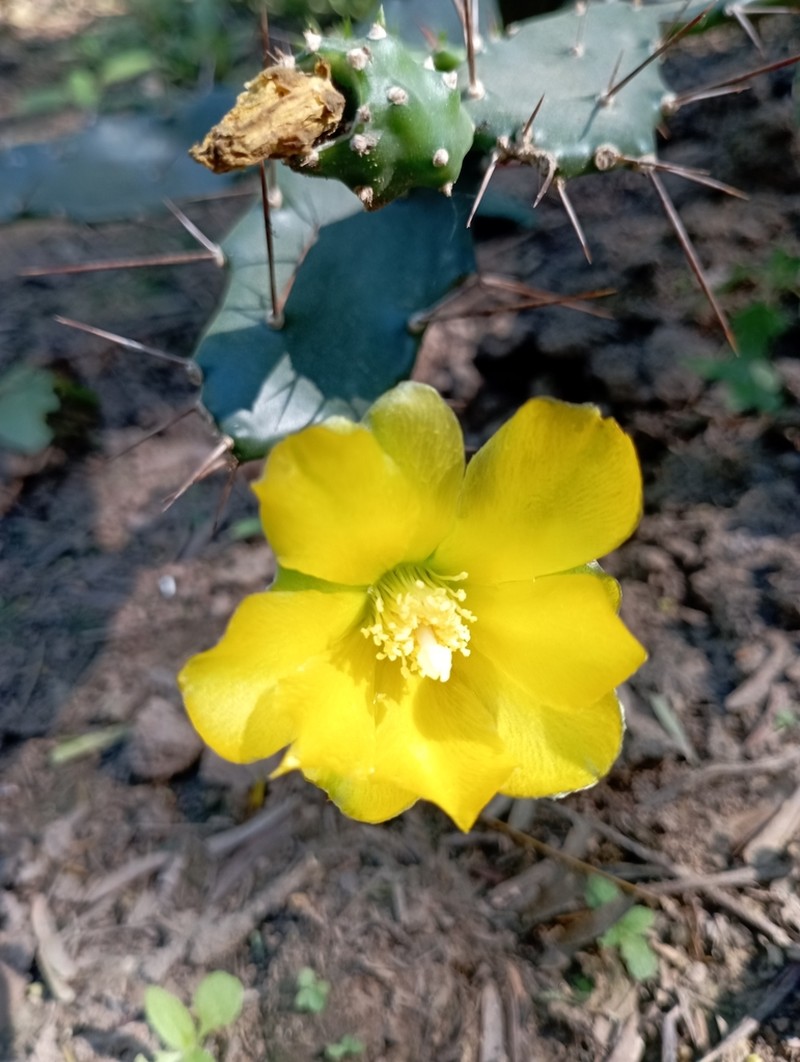Opuntia elata photo 7