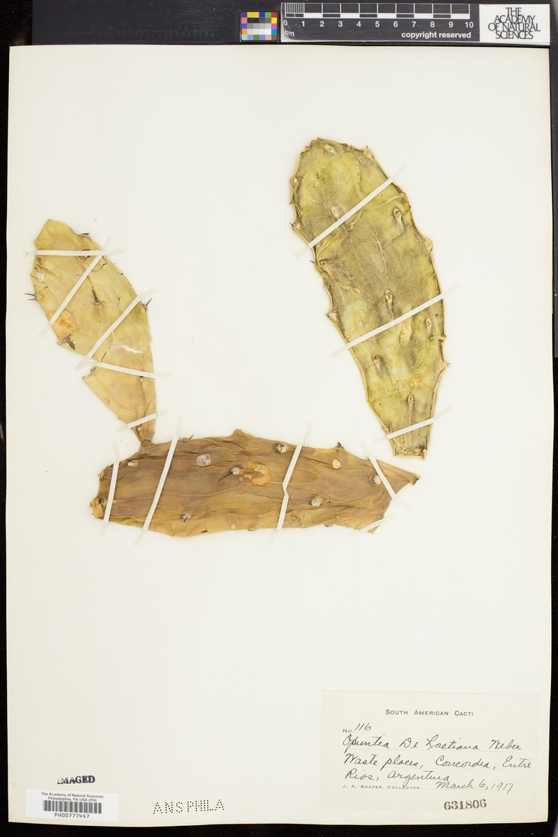 Opuntia elata var. delaetiana photo 2