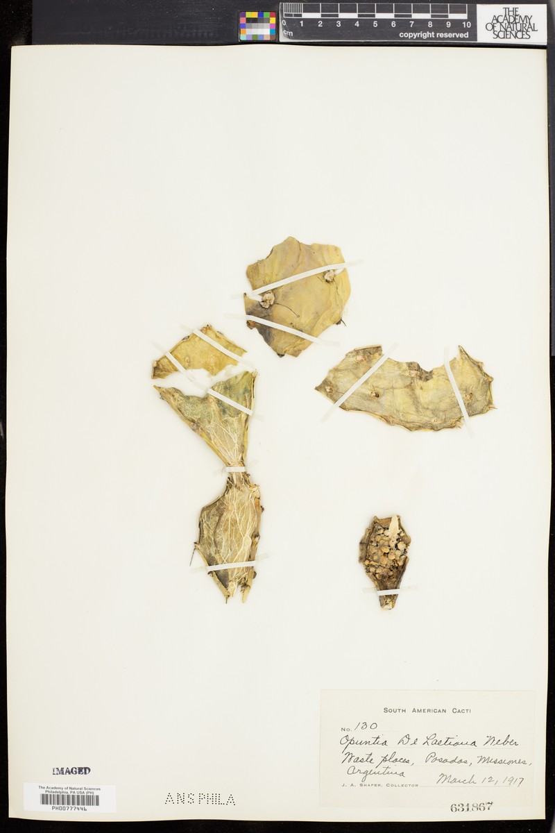 Opuntia elata var. delaetiana photo 3