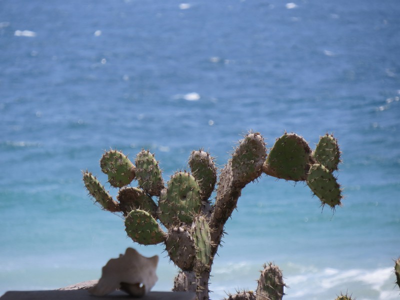 Opuntia elatior