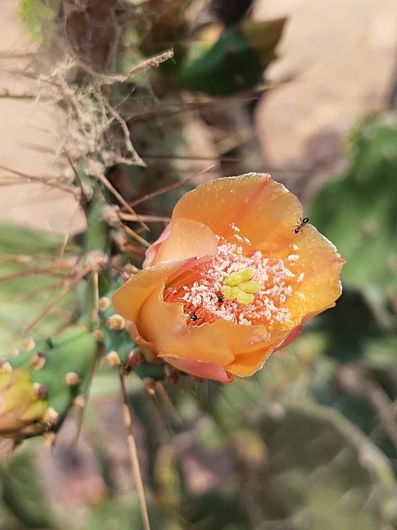 Opuntia elatior photo 2