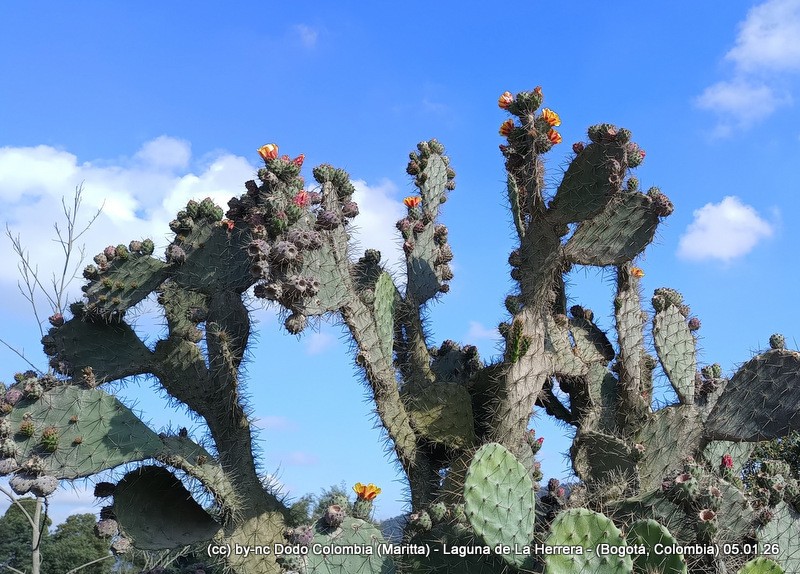 Opuntia elatior photo 3