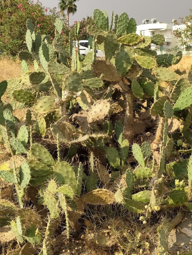 Opuntia elatior photo 4