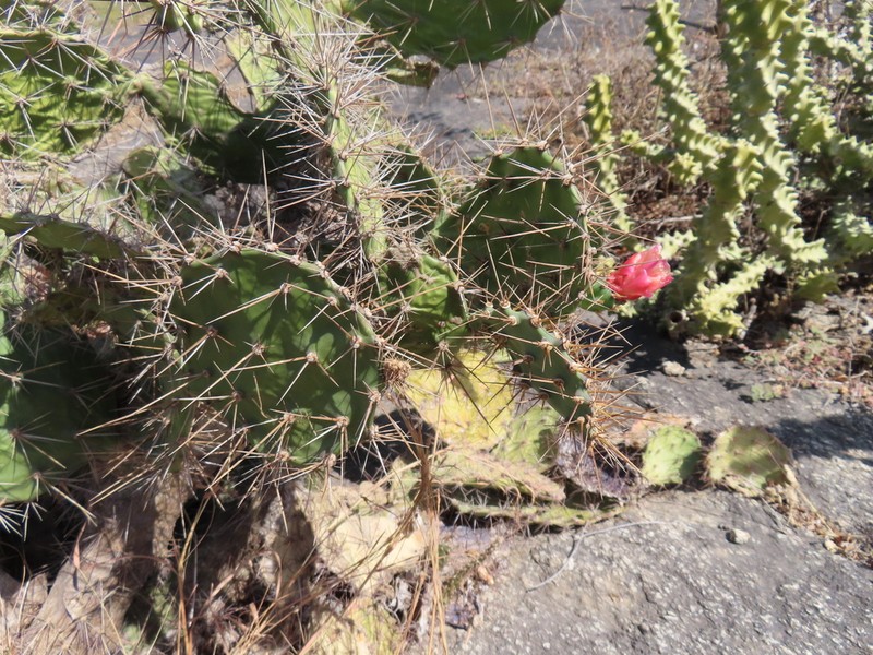 Opuntia elatior photo 5