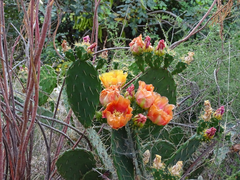Opuntia elatior photo 6