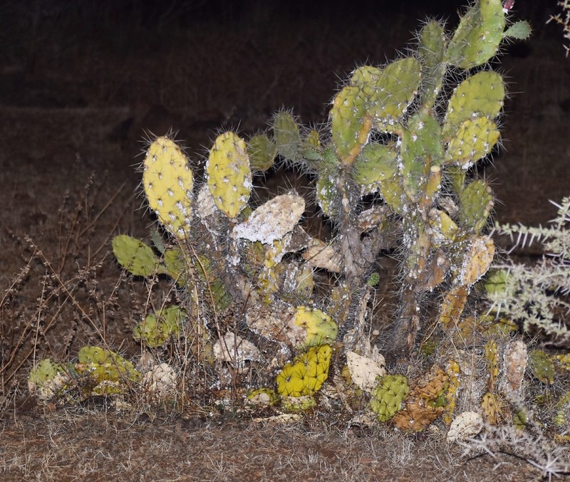 Opuntia elatior photo 7