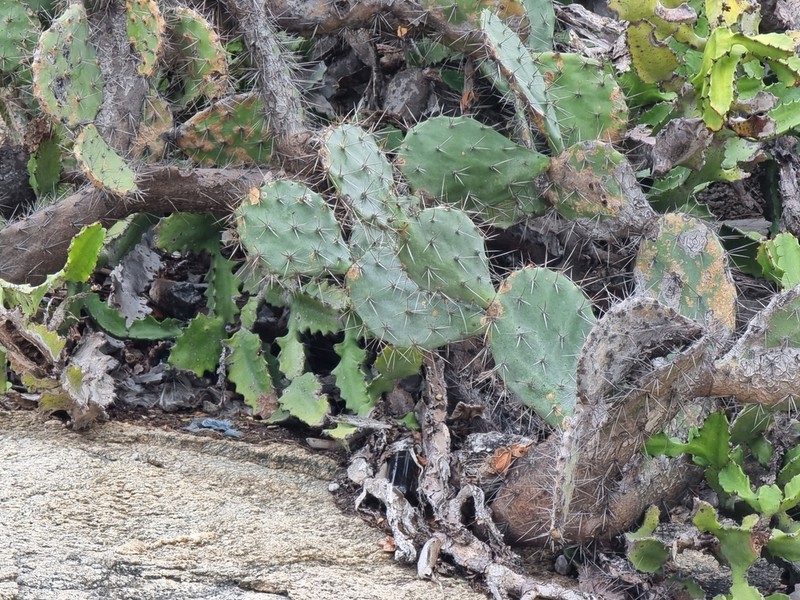 Opuntia elatior photo 8