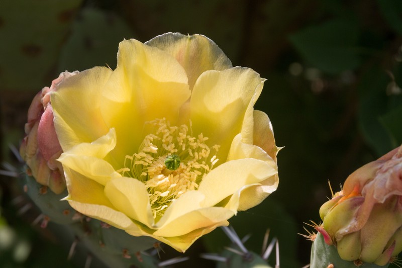 Cactus Apple