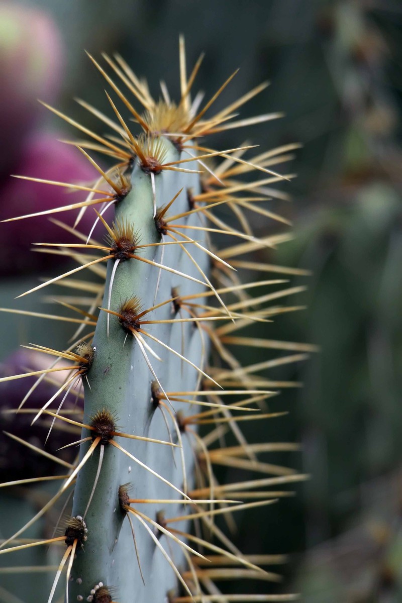 Cactus Apple photo 3