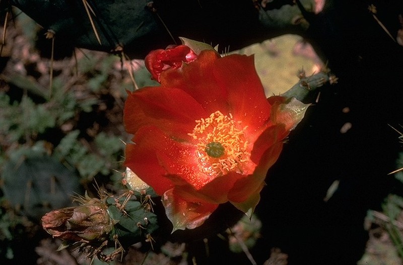 Cactus Apple photo 4